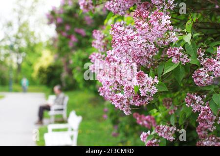 Lilas en fleurs dans le parc printanier. Parc avec bancs. Lilas sur le fond du parc Banque D'Images