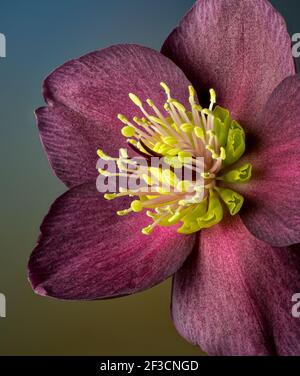 Fleur de Helleborus (Helleborus orientalis) qui fleurit à la fin de l'hiver dans le jardin. Également appelé rose de Lenten ou Pâques rose en raison du temps de floraison. Banque D'Images