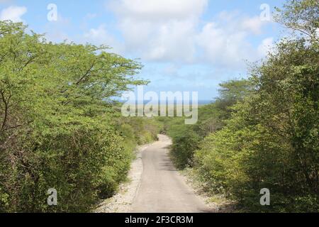 Une route étroite entourée d'arbres verts et d'autres plantes Contre le ciel nuageux à Bonaire en été Banque D'Images