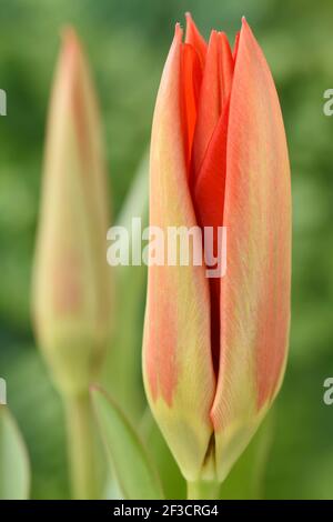 Tulipa 'Madame Lefeber' Tulip Syn. Tulipa fosteriana 'Empereur Rouge' Fosteriana Group March Banque D'Images