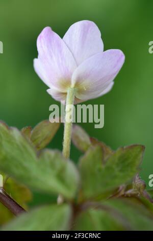 Anemone nemorosa Anemone de bois Banque D'Images