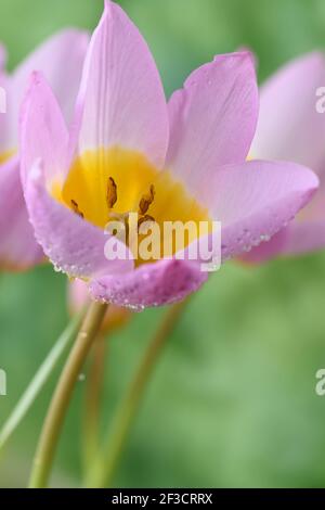 Tulipa saxatilis (Groupe Bakeri) 'Lilac Wonder' AGM Tulip Syn. Tulipe Candia 'merveille lilas' tulipe diverse Banque D'Images