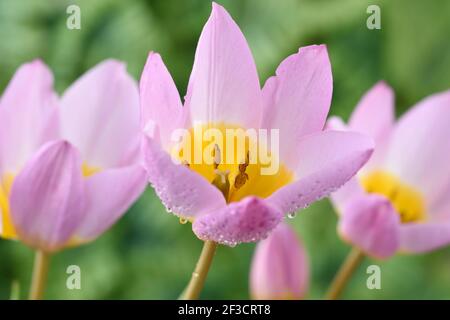 Tulipa saxatilis (Groupe Bakeri) 'Lilac Wonder' AGM Tulip Syn. Tulipe Candia 'merveille lilas' tulipe diverse Banque D'Images