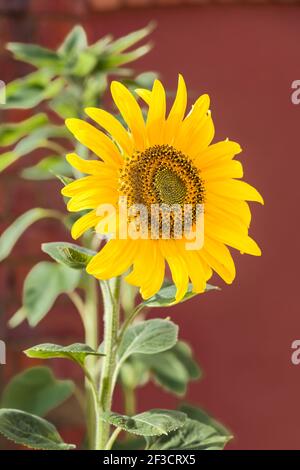 Tournesol géant une seule tête de fleur poussant dans un pot à l'extérieur dans un jardin, Royaume-Uni Banque D'Images