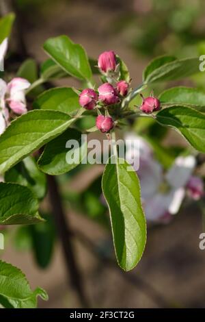 Malus domestica pommeaux de fleurs Banque D'Images