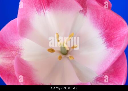 Tulipa Tulip Triumph Group Banque D'Images