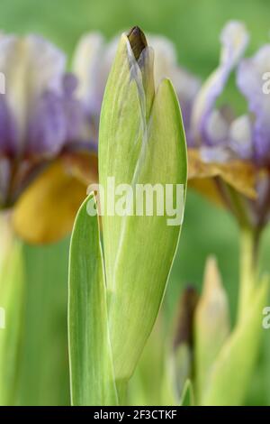 Iris Standard Daward Bearded Iris Flower Bud Banque D'Images