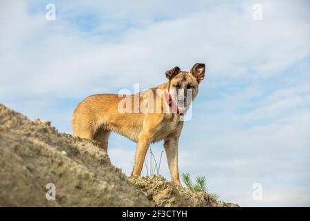 Portrait d'un jeune Malinois brun sur la falaise en regardant vers le bas avec des yeux et des oreilles focalisés contre un ciel avec des nuages voile Banque D'Images