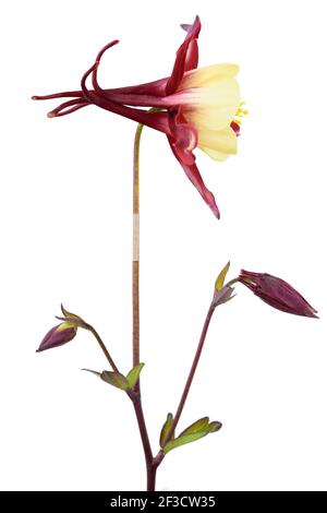 Aquilegia 'Rose Queen' Columbine image composite Banque D'Images