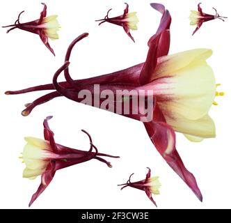 Aquilegia 'Rose Queen' Columbine image composite Banque D'Images