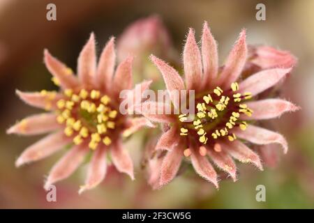 Fleurs de Sempervivum sur tige de fleurs juillet Banque D'Images