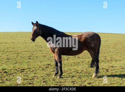 Cheval de race brune domestique (Equus ferus caballus) sur un pâturage dans la campagne à Westerwald, Rhénanie-Palatinat, Allemagne, Europe Banque D'Images