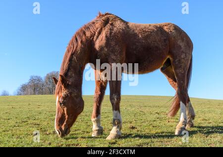 Pacage de chevaux de race brune (Equus ferus caballus) dans un pâturage dans la campagne à Westerwald, Rhénanie-Palatinat, Allemagne, Europe Banque D'Images