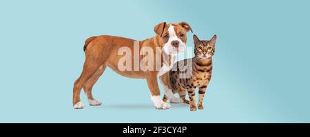 un chiot bulldog et un chat tabby debout devant un arrière-plan bleu clair qui est à la fois en regard de l'appareil photo Banque D'Images