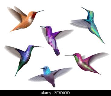 Colibris volant. Petits oiseaux de couleur jungle exotique couleur petits colibris vecteur collection tropicale réaliste Illustration de Vecteur