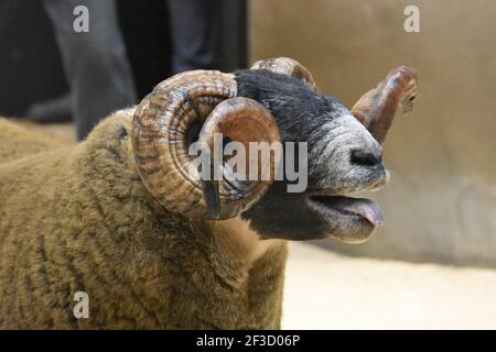 Blackface Tups vendus à Lanark, Écosse Banque D'Images