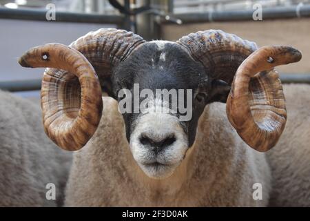 Blackface Tups vendus à Lanark, Écosse Banque D'Images