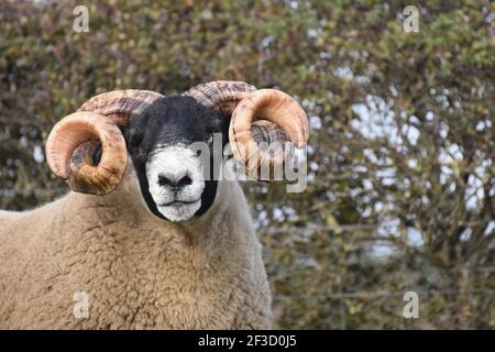 Blackface Tups vendus à Lanark, Écosse Banque D'Images