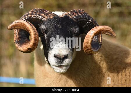 Blackface Tups vendus à Lanark, Écosse Banque D'Images