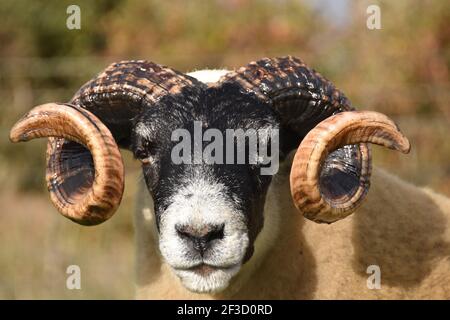 Blackface Tups vendus à Lanark, Écosse Banque D'Images