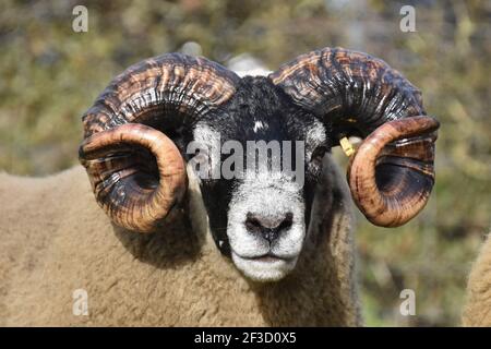 Blackface Tups vendus à Lanark, Écosse Banque D'Images