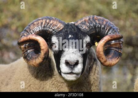 Blackface Tups vendus à Lanark, Écosse Banque D'Images