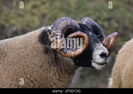 Blackface Tups vendus à Lanark, Écosse Banque D'Images