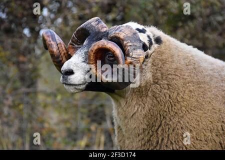 Blackface Tups vendus à Lanark, Écosse Banque D'Images