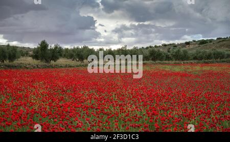 Paysage de champs de printemps avec des fleurs de pavot rouge qui fleurit à la Mancha, en Espagne Banque D'Images