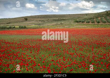 Paysage de champs de printemps avec des fleurs de pavot rouge qui fleurit à la Mancha, en Espagne Banque D'Images