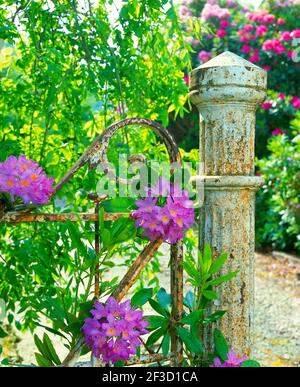 rhododendron, avec montant de porte, Banque D'Images