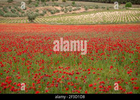 Paysage de champs de printemps avec des fleurs de pavot rouge qui fleurit à la Mancha, en Espagne Banque D'Images