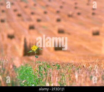 tournesol miniature, dans le champ de récolte, Banque D'Images