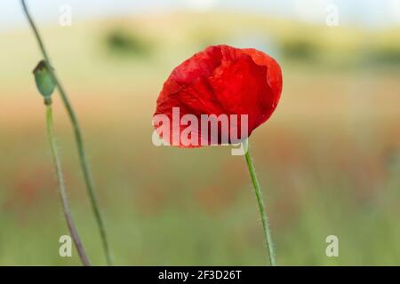 Des fleurs sauvages de pavot rouge fleurissent dans les champs de printemps Banque D'Images