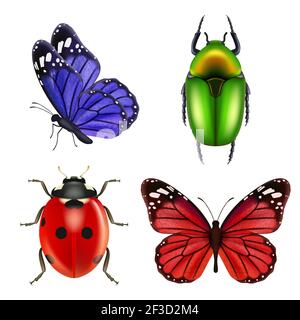 Insectes réalistes. Insectes papillons coccinelle et vecteur collection d'insectes colorés Illustration de Vecteur