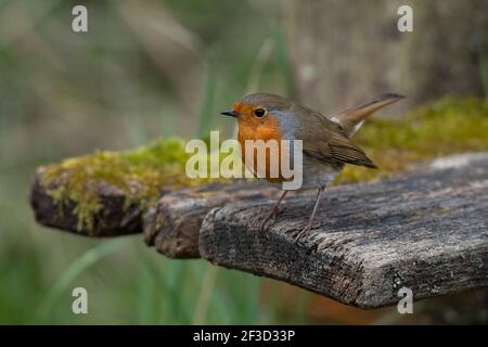 Robin-erithacus rubecula perches sur banc. Banque D'Images