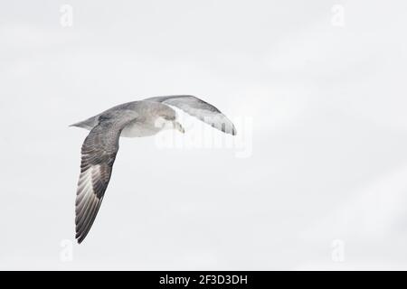 Fulmar du Nord (Morph foncé) - en vol au-dessus de la glace de mer Fulmarus glacialis Svalbard (Spitsbergen) Norvège BI016848 Banque D'Images