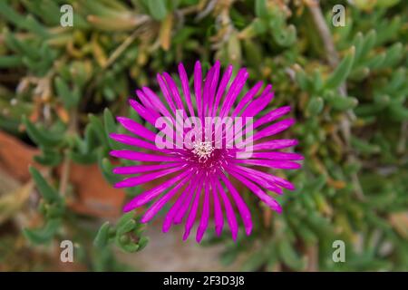 Delosperma cooperi, plante de glace de fuite fleur de couleur magenta Banque D'Images