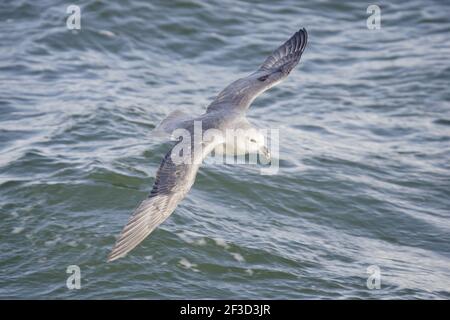 Fulmar du Nord (Morph foncé) - en vol au-dessus de la mer Fulmarus glacialis Svalbard (Spitsbergen) Norvège BI016877 Banque D'Images