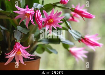 Hatiora rosea ou Rose Pâques Cactus plante succulente fleurs roses floraison Banque D'Images