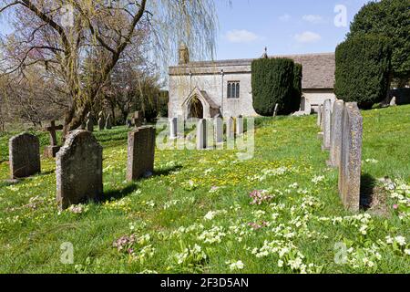 Primroses printanières au chantier de l'église St Mary Magdelene dans le village de Cotswold de Baunton, Gloucestershire, Royaume-Uni Banque D'Images