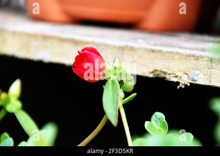 Superbes fleurs de purslane rouge Banque D'Images