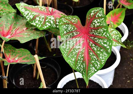 Feuilles de caladium vert vif ornées de taches blanches délicates et de veines rouges frappantes Banque D'Images