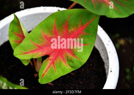 Feuilles de caladium vert éclatant ornées de délicates veines rouges frappantes Banque D'Images