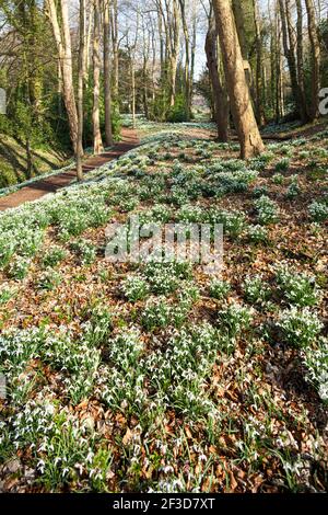 Chutes de neige au printemps sur les Cotswolds au Painswick Rococo Garden, Painswick, Gloucestershire, Royaume-Uni Banque D'Images