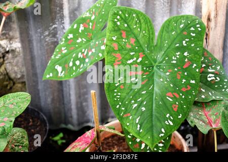 Feuille de caladium vert éclatant ornée de délicates taches roses et blanches Banque D'Images