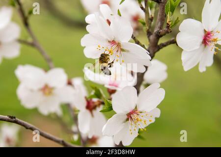 Abeille pollinisant les fleurs d'arbre d'almon Banque D'Images