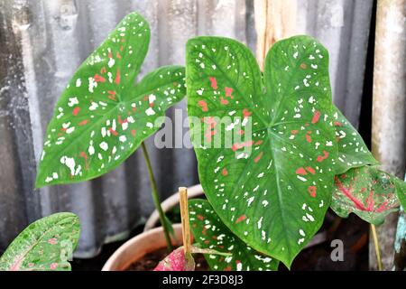 Feuille de caladium vert éclatant ornée de délicates taches roses et blanches Banque D'Images