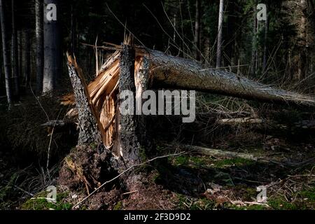 Dommages causés par la tempête : pin fissuré dans une forêt Banque D'Images