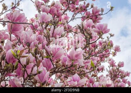 Les fleurs roses du magnolia fleurissent au début du printemps Banque D'Images